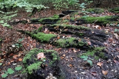 Herbstwanderung 2020