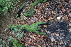 Herbstwanderung 2020