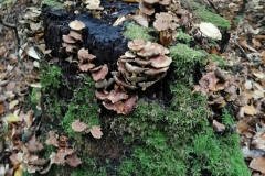 Herbstwanderung 2020