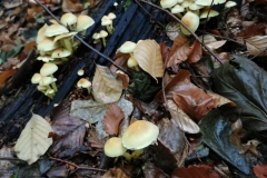 Herbstwanderung 2020