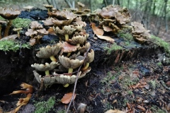 Herbstwanderung 2020