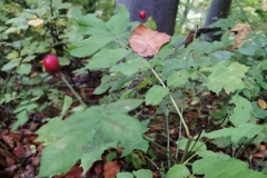 Herbstwanderung 2020