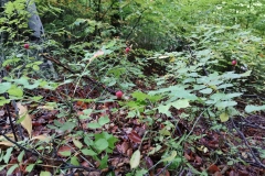 Herbstwanderung 2020