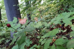 Herbstwanderung 2020