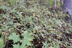 Herbstwanderung 2020