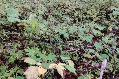 Herbstwanderung 2020