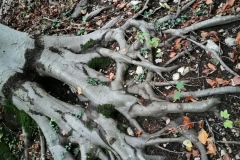 Herbstwanderung 2020