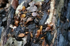 Herbstwanderung 2020