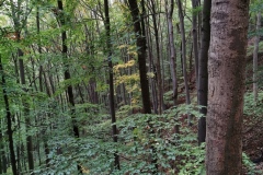 Herbstwanderung 2020
