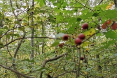 Herbstwanderung 2020