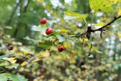 Herbstwanderung 2020