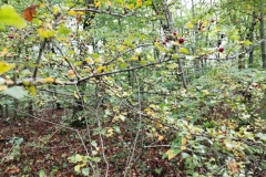 Herbstwanderung 2020