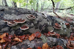 Herbstwanderung 2020