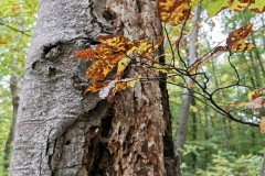 Herbstwanderung 2020