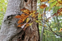 Herbstwanderung 2020