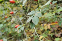 Herbstwanderung 2020