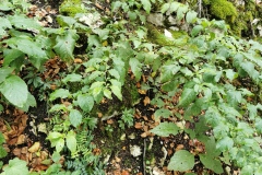 Herbstwanderung 2020