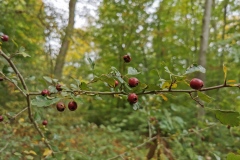 Herbstwanderung 2020