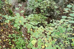 Herbstwanderung 2020