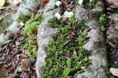 Herbstwanderung 2020