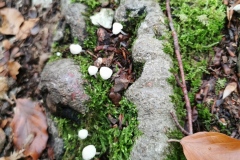 Herbstwanderung 2020