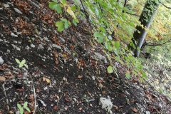 Herbstwanderung 2020