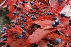 Herbstwanderung 2020