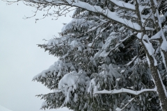 Winterwanderung 2019-010