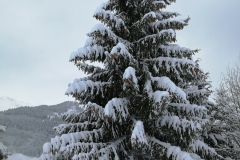 Winterwanderung 2019-016