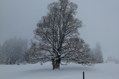 Winterwanderung 2019-026