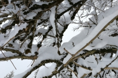 Winterwanderung 2019-038