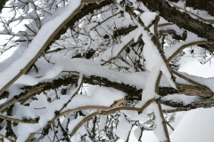 Winterwanderung 2019-039