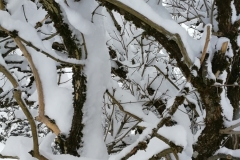 Winterwanderung 2019-040