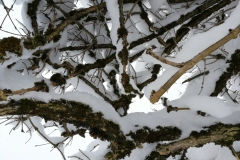 Winterwanderung 2019-041