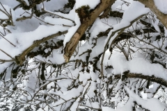 Winterwanderung 2019-042