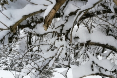 Winterwanderung 2019-043