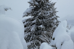 Winterwanderung 2019-045