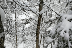 Winterwanderung 2019-050