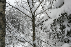 Winterwanderung 2019-051