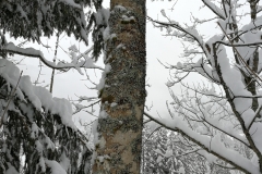 Winterwanderung 2019-052