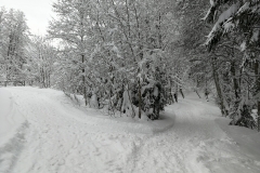 Winterwanderung 2019-065