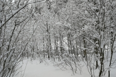 Winterwanderung 2019-066