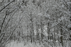 Winterwanderung 2019-067