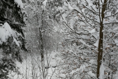 Winterwanderung 2019-095