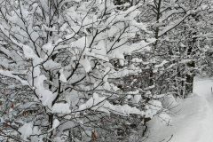 Winterwanderung 2019-097
