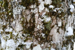 Winterwanderung 2019-099