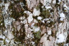 Winterwanderung 2019-100