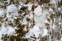 Winterwanderung 2019-101