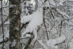 Winterwanderung 2019-102