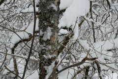 Winterwanderung 2019-103